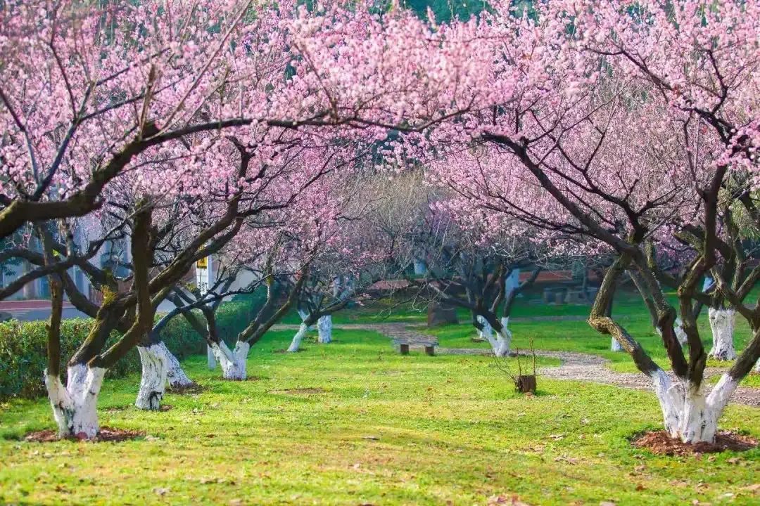 CCNU Cover Cherry Blossom Park